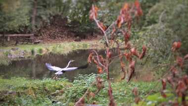 Ein Graureiher fliegt über einen ruhigen Teich, umgeben von grüner Vegetation und herbstlich gefärbtem Laub.