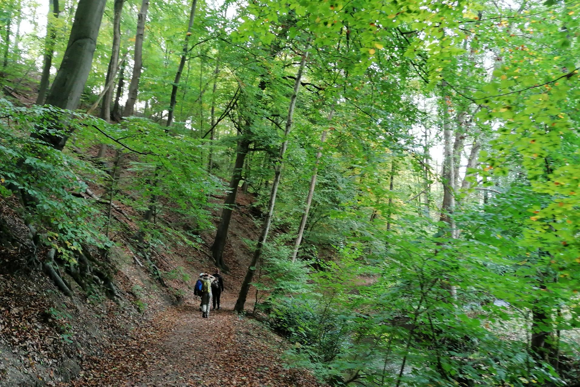 Zwei Wanderer gehen einen mit Laub bedeckten Pfad durch einen grünen Wald mit hohen Bäumen.