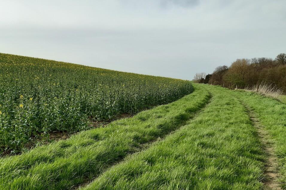 Weg durch eine Wiese entlang eines Feldes mit gelben Blumen und sanft ansteigendem Gelände.