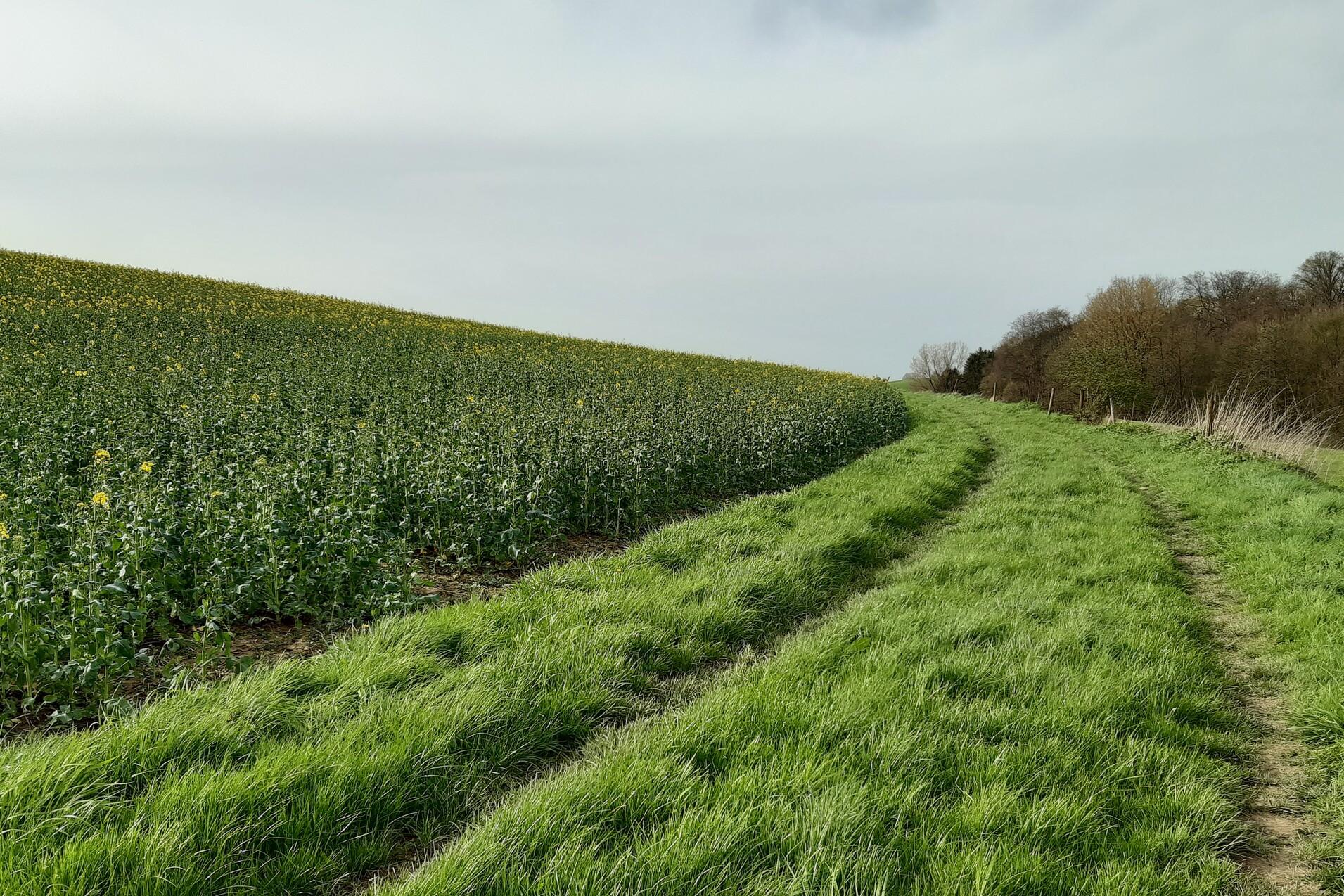 Weg durch eine Wiese entlang eines Feldes mit gelben Blumen und sanft ansteigendem Gel&auml;nde.