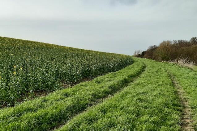 Weg durch eine Wiese entlang eines Feldes mit gelben Blumen und sanft ansteigendem Gel&auml;nde.