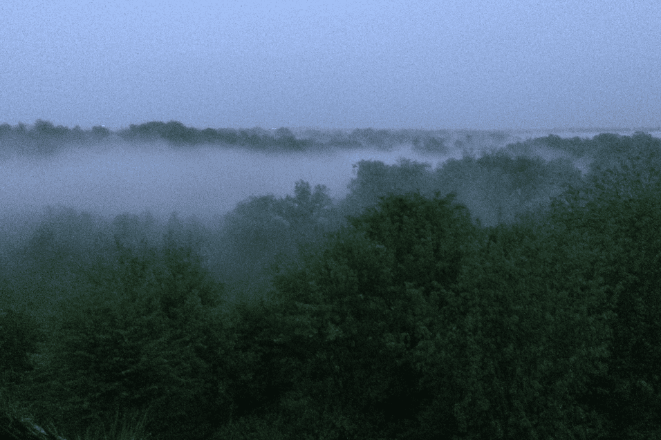 Morgendliche Aussicht auf einen nebligen Wald mit grünen Bäumen unter einem grauen Himmel.
