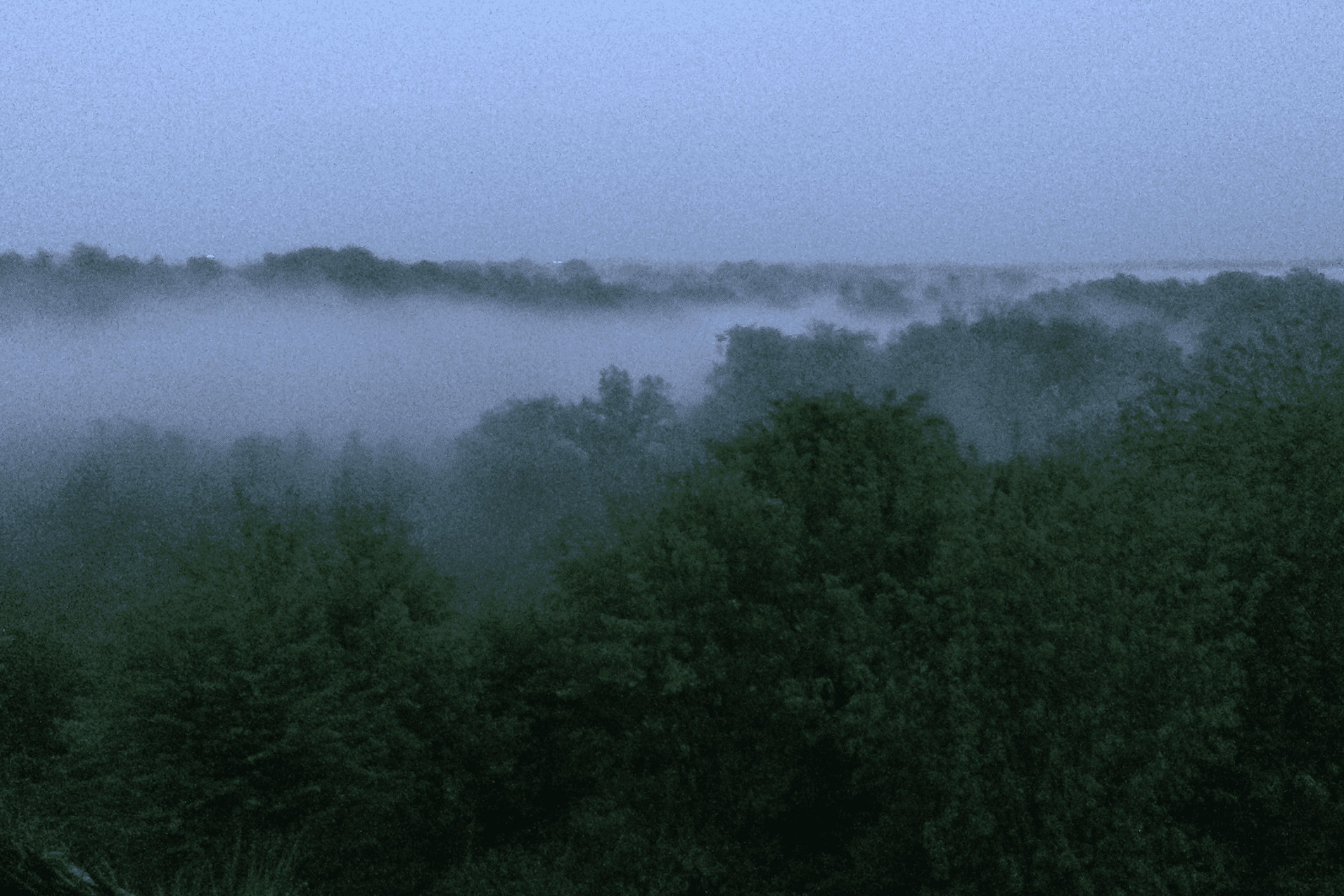 Morgendliche Aussicht auf einen nebligen Wald mit grünen Bäumen unter einem grauen Himmel.