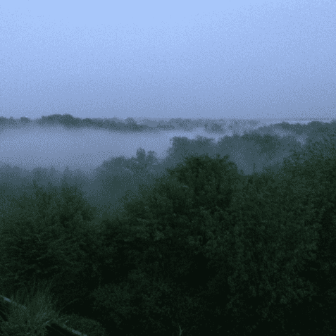 Morgendliche Aussicht auf einen nebligen Wald mit grünen Bäumen unter einem grauen Himmel.