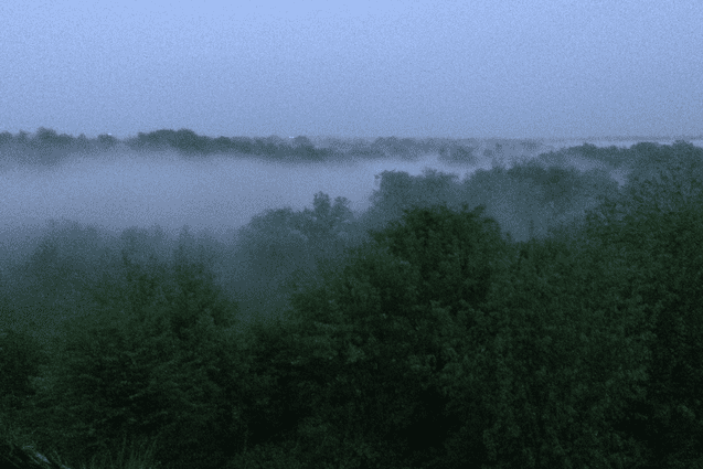 Morgendliche Aussicht auf einen nebligen Wald mit gr&uuml;nen B&auml;umen unter einem grauen Himmel.