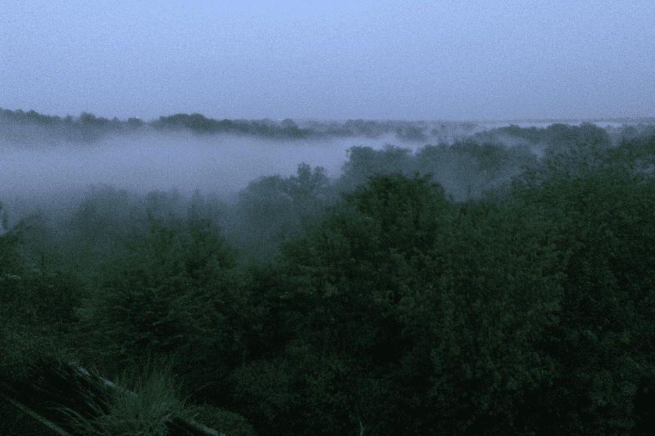Morgendliche Aussicht auf einen nebligen Wald mit gr&uuml;nen B&auml;umen unter einem grauen Himmel.