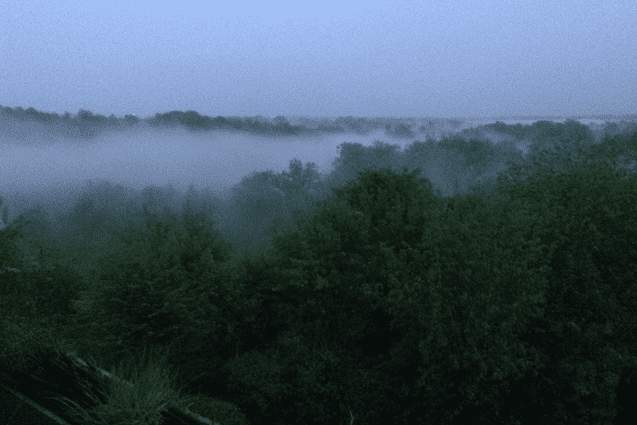 Morgendliche Aussicht auf einen nebligen Wald mit gr&uuml;nen B&auml;umen unter einem grauen Himmel.