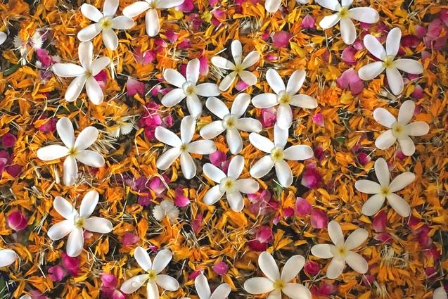 Runde Schale mit bunten Blütenblättern und weißen Blüten auf einer hellen Oberfläche, Füße mit Flip-Flops im Vordergrund.